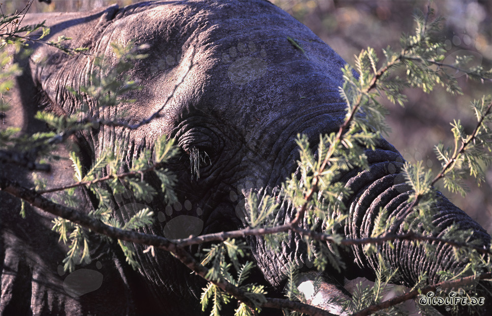 Majestätischer Afrikanischer Elefant in der Savanne
