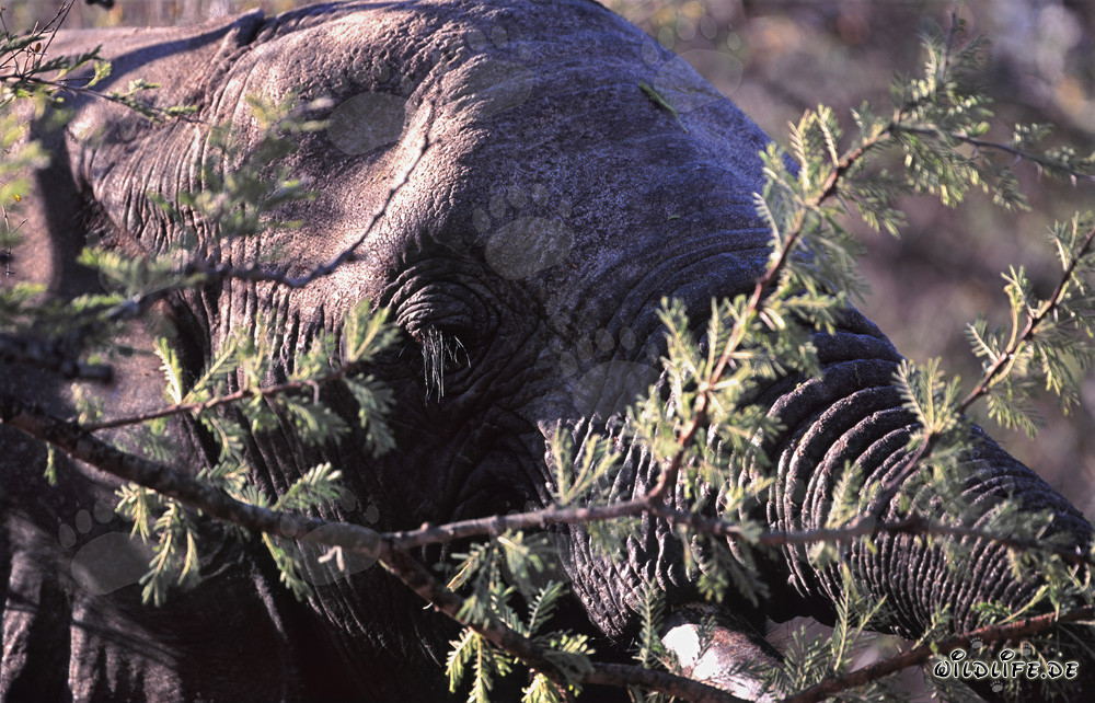 Elefante africano majestuoso en la sabana