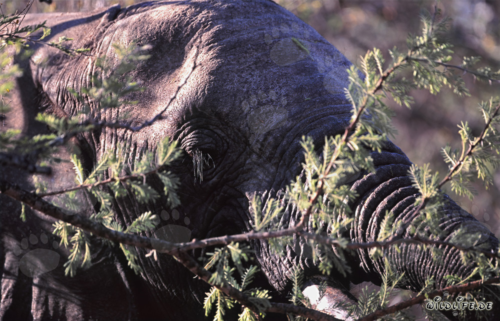 Elefante africano maestoso nella savana