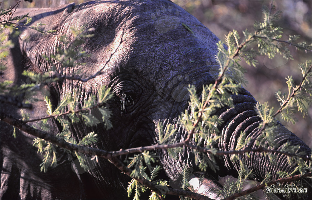 Éléphant d'Afrique majestueux dans la savane