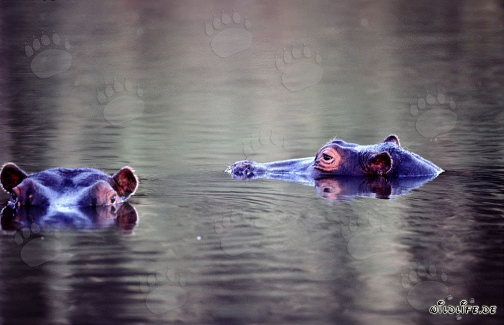 Hipopótamos en el idílico río del Kapama Private Game Reserve en Sudáfrica