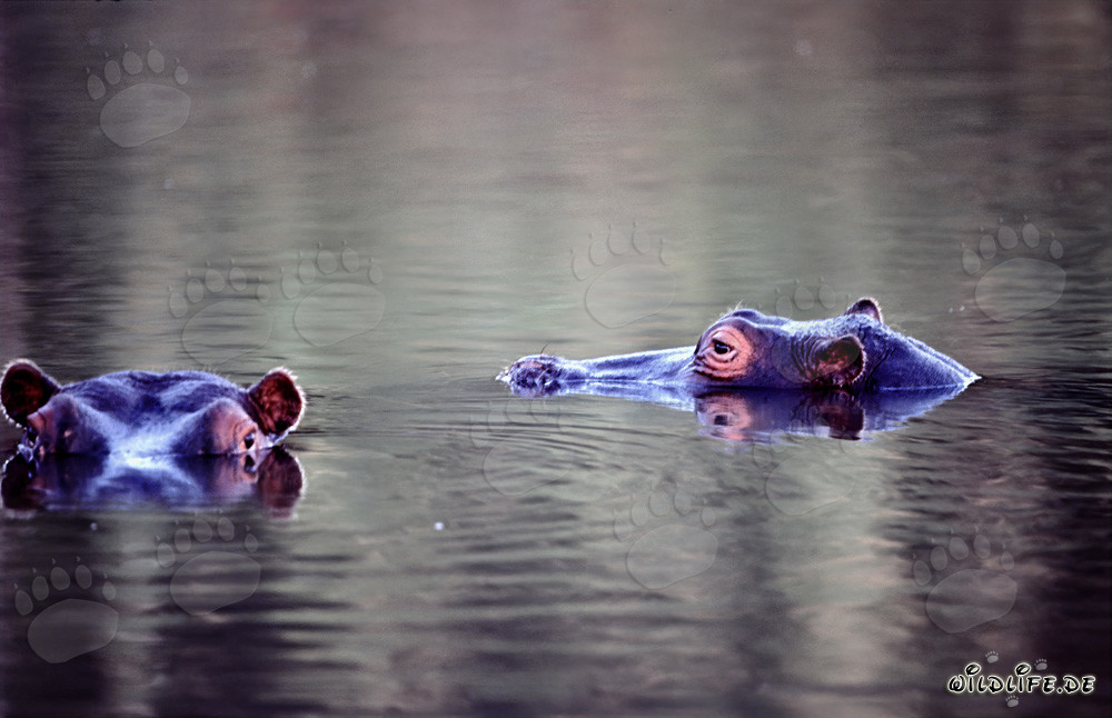Hippopotames dans la rivière idyllique du Kapama Private Game Reserve en Afrique du Sud