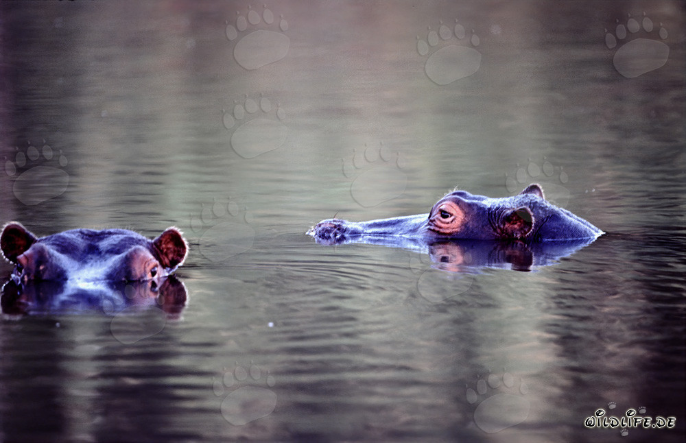 Hippos in the idyllic river near the Kapama Private Game Reserve in South Africa