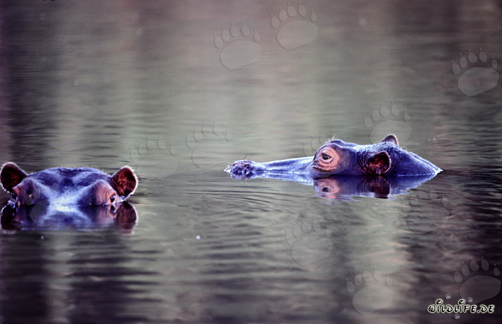 Ippopotami nel fiume idilliaco del Kapama Private Game Reserve in Sudafrica