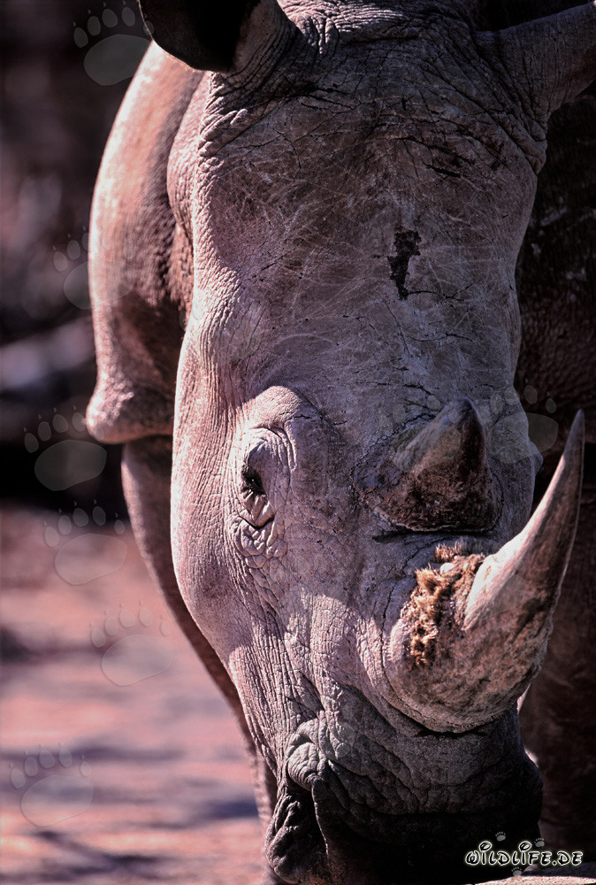 Majestätisches Nashorn im Addo Elephant Nationalpark, Südafrika
