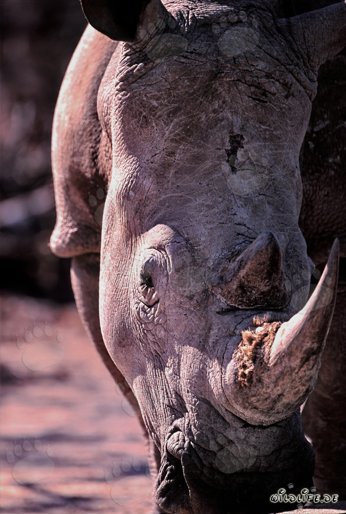 Rinoceronte maestoso nel Parco Nazionale degli Elefanti di Addo, Sudafrica