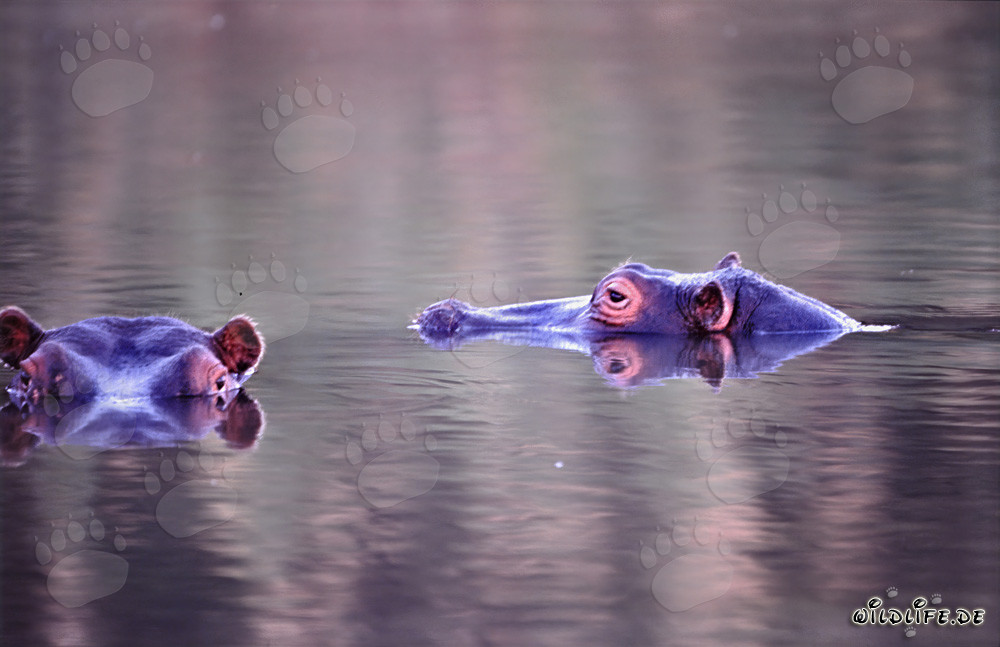 Flusspferd am Ufer des Flusses im Kapama Private Game Reserve, Südafrika