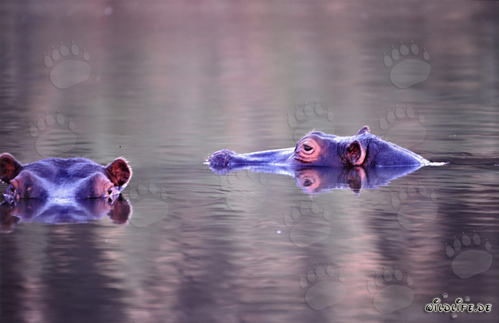 Hipopótamo en la orilla del río en la reserva privada de Kapama Game, Sudáfrica