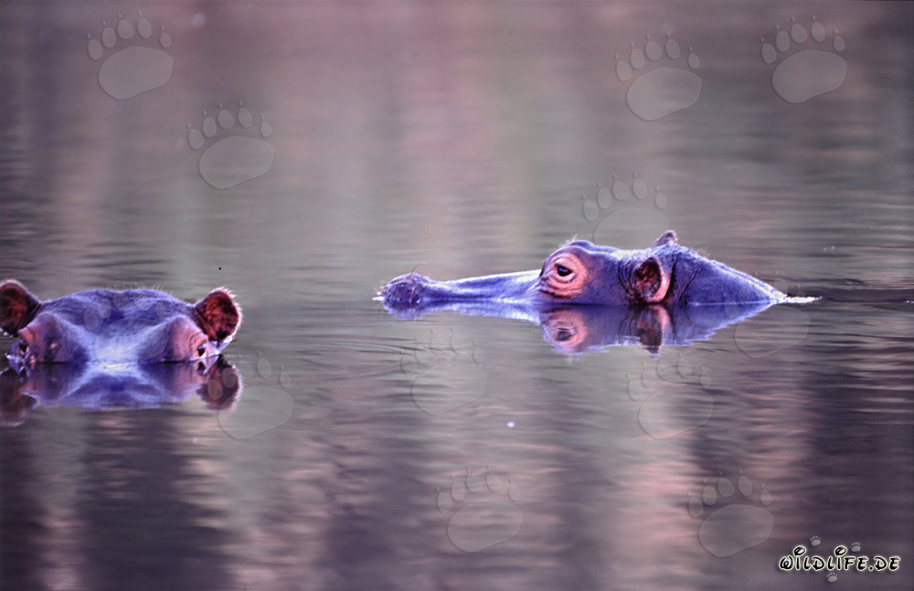 Hippopotame au bord de la rivière dans la réserve privée de Kapama Game, Afrique du Sud
