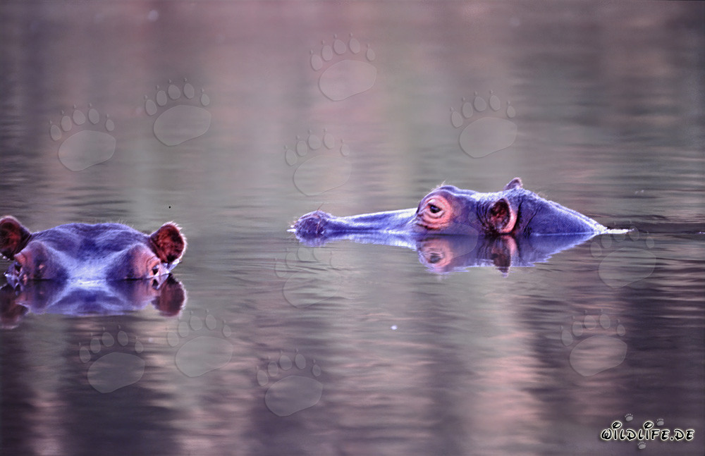 Ippopotamo sulla riva del fiume nella riserva privata di Kapama Game, Sudafrica