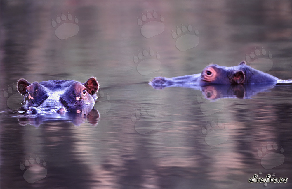 Les hippopotames se reposent dans l'eau claire de la rivière