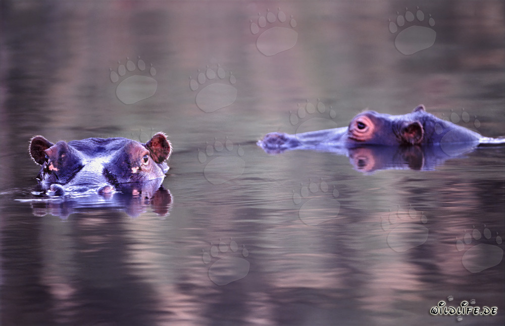 Hippos rest in the clear waters of the river