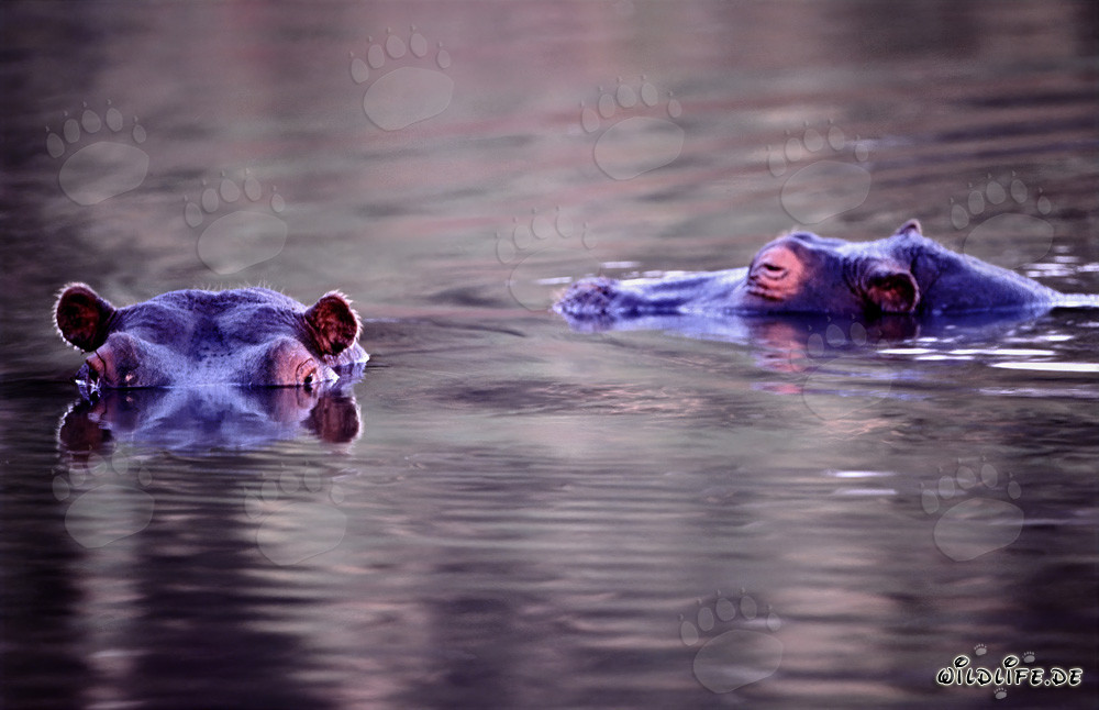 Endangered Species Hippopotamus in Kapama, South Africa