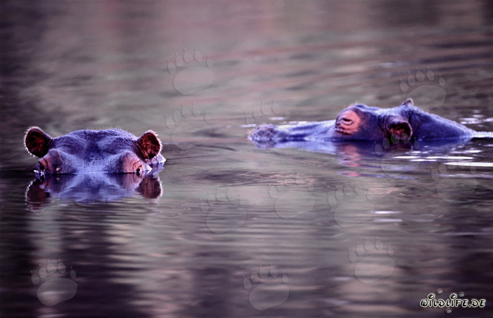 Espèce menacée d'hippopotame à Kapama, Afrique du Sud