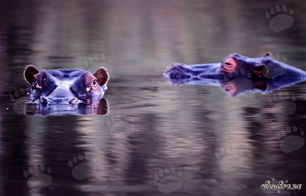 Hippopotames majestueux dans leur habitat naturel