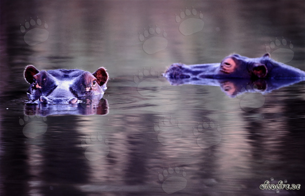 Ippopotami maestosi nel loro habitat naturale
