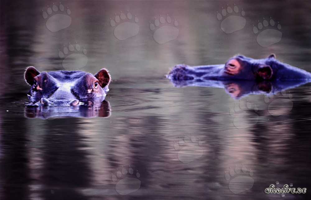Majestic hippos in their natural habitat