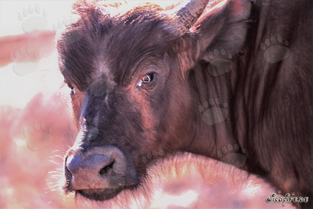 Retrato imponente de un búfalo del Cabo en la naturaleza salvaje de Sudáfrica