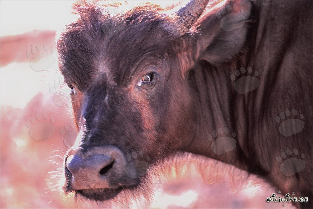 Portrait imposant d'un buffle du Cap dans la nature sauvage d'Afrique du Sud