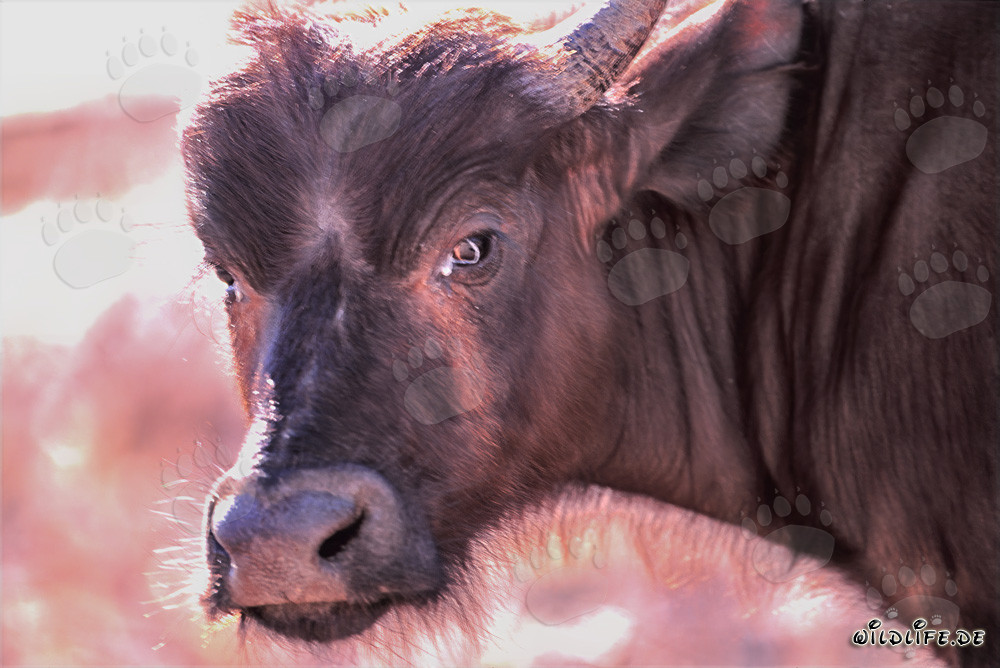 Majestic portrait of a Cape Buffalo in the South African wilderness