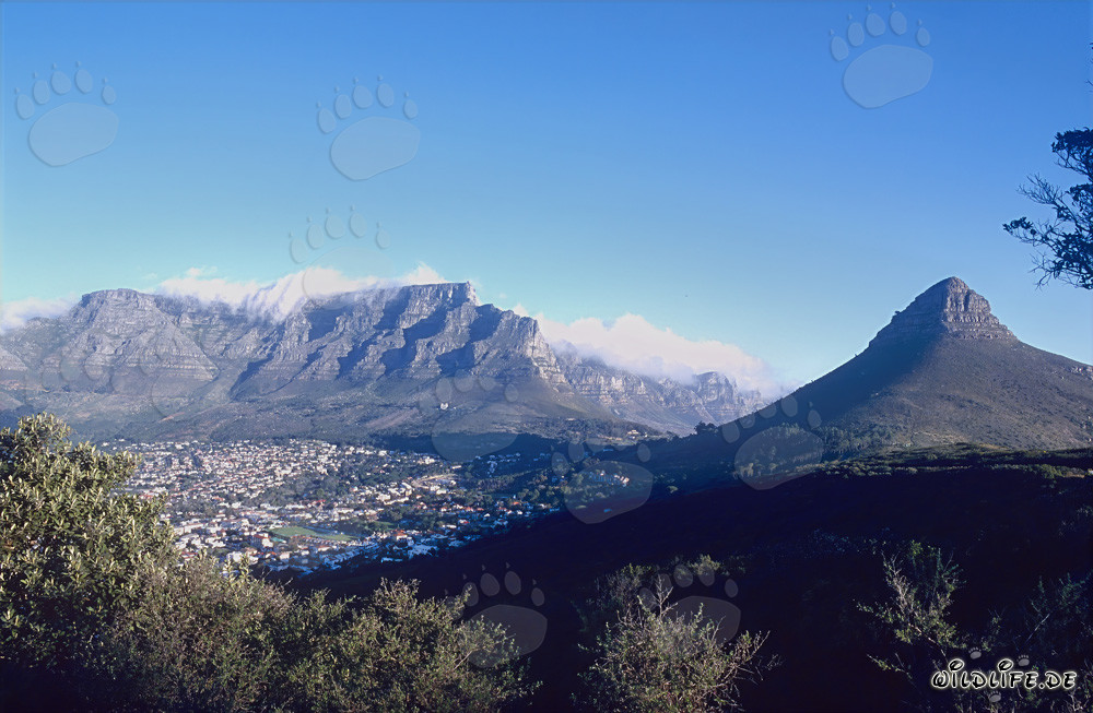 Cape Town - View of the famous Table Mountain in South Africa