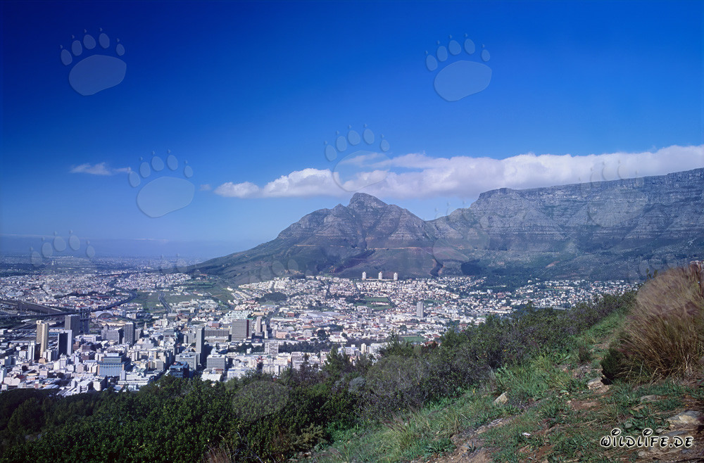 Le majestueux mont de la Table au Cap, en Afrique du Sud