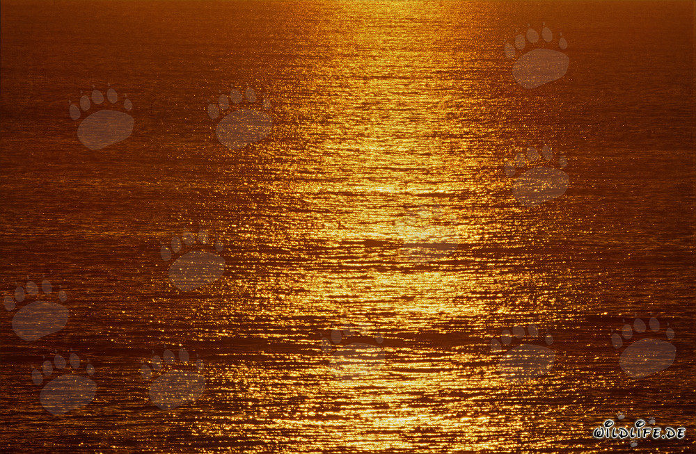 Coucher de soleil romantique sur la baie Walker en Afrique du Sud