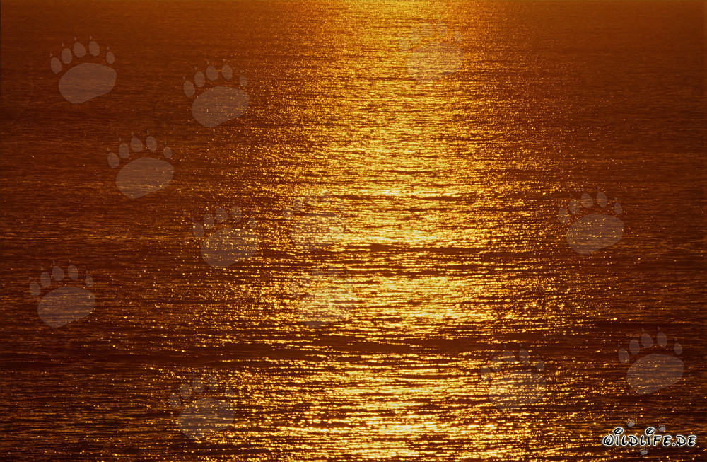 Romantischer Sonnenuntergang über der Walker Bay in Südafrika