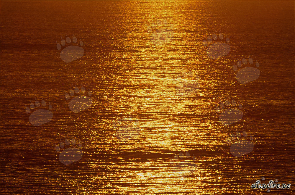 Magischer Sonnenuntergang über der Walker Bay in Südafrika