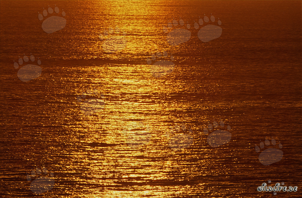 Magischer Sonnenuntergang über der Walker Bay in Südafrika