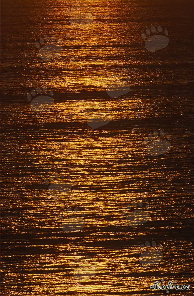 Atardecer romántico en la Bahía de Walker en Sudáfrica