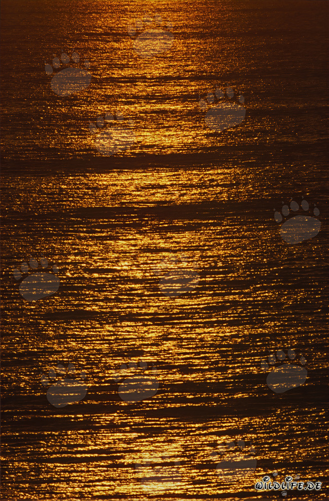 Coucher de soleil romantique à la Walker Bay en Afrique du Sud