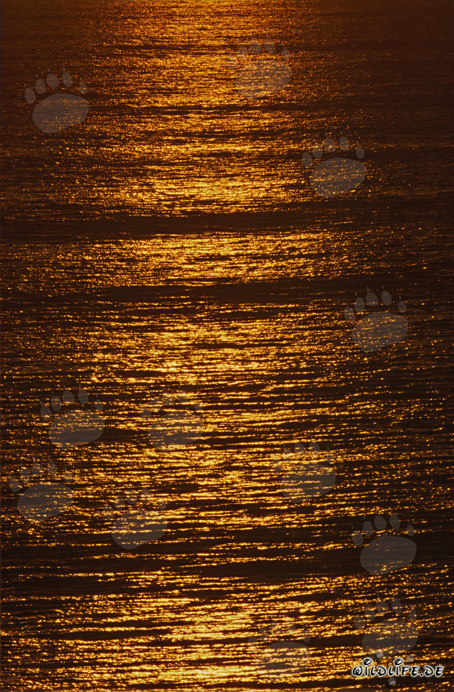 Romantischer Sonnenuntergang an der Walker Bay in Südafrika