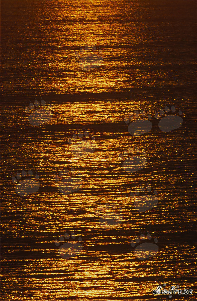 Romantic sunset at Walker Bay in South Africa