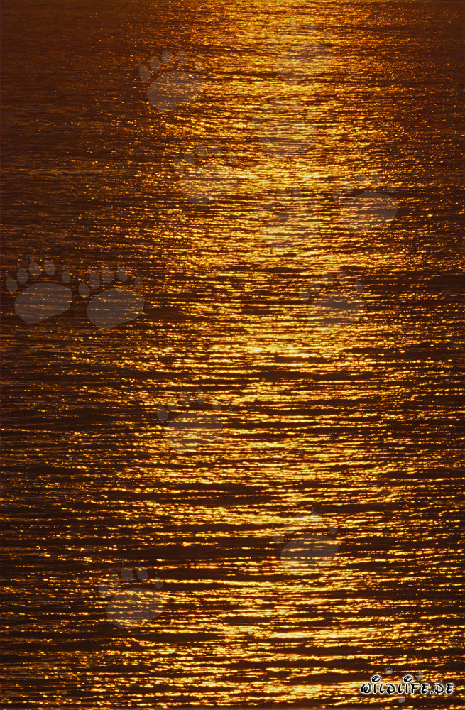 Coucher de soleil romantique à la baie de Walker