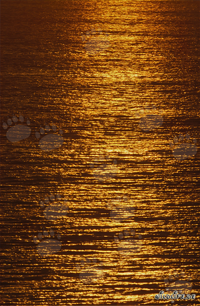 Romántico atardecer en la bahía de Walker