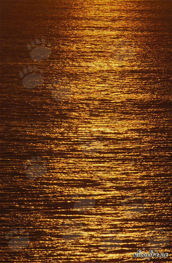 Romantico tramonto alla baia di Walker