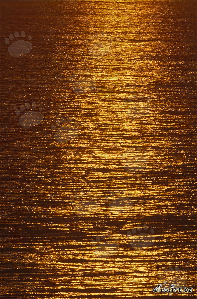 Luce magica della sera sulla superficie del mare