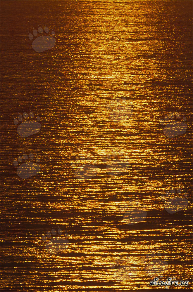 Magical evening light on the sea surface