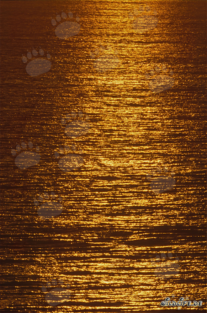 Lumière du soir magique sur la surface de la mer
