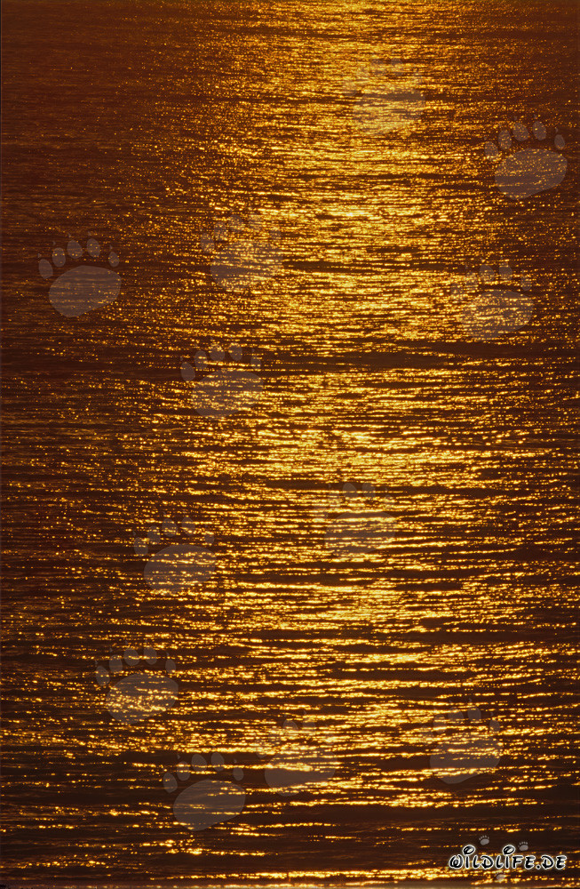 Faszinierender Sonnenuntergang an der Walker Bay in Südafrika