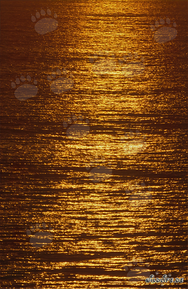 Fascinating golden sea surface at sunset
