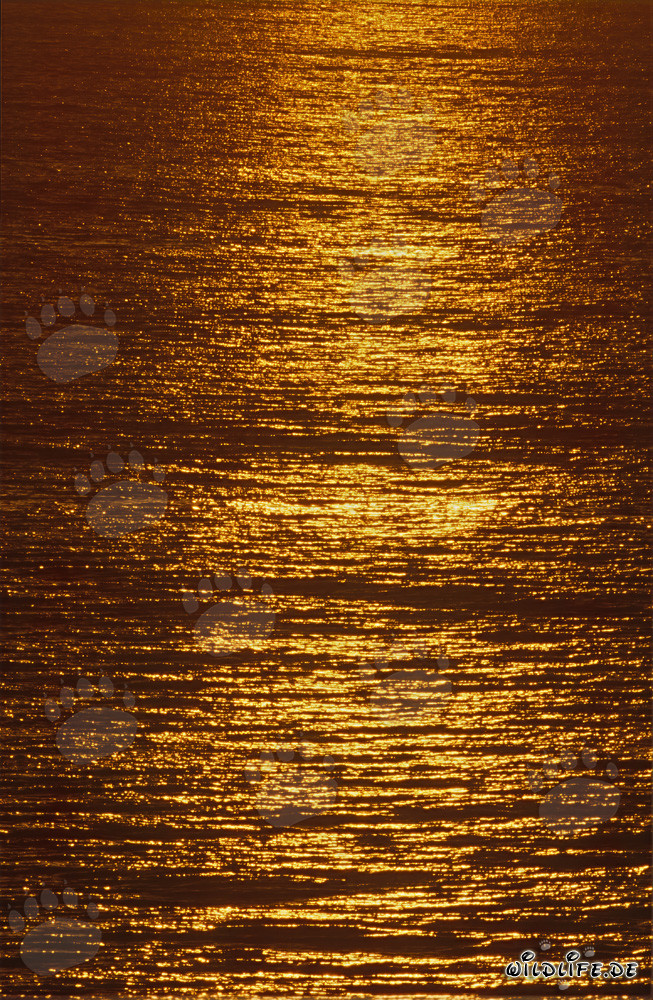 Faszinierende goldene Meeresoberfläche bei Sonnenuntergang