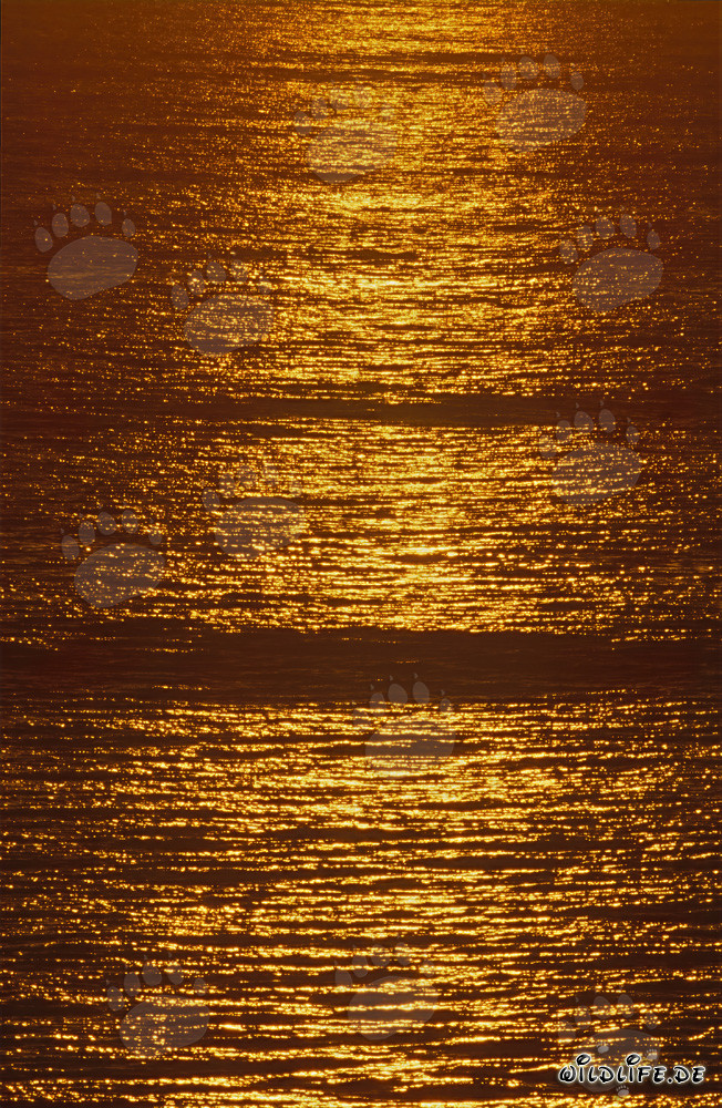 Golden sea surface at sunset in Walker Bay, South Africa