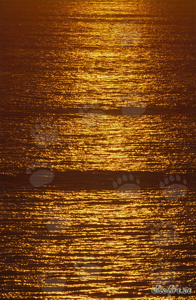 Goldene Meeresoberfläche bei Sonnenuntergang in der Walker Bay, Südafrika
