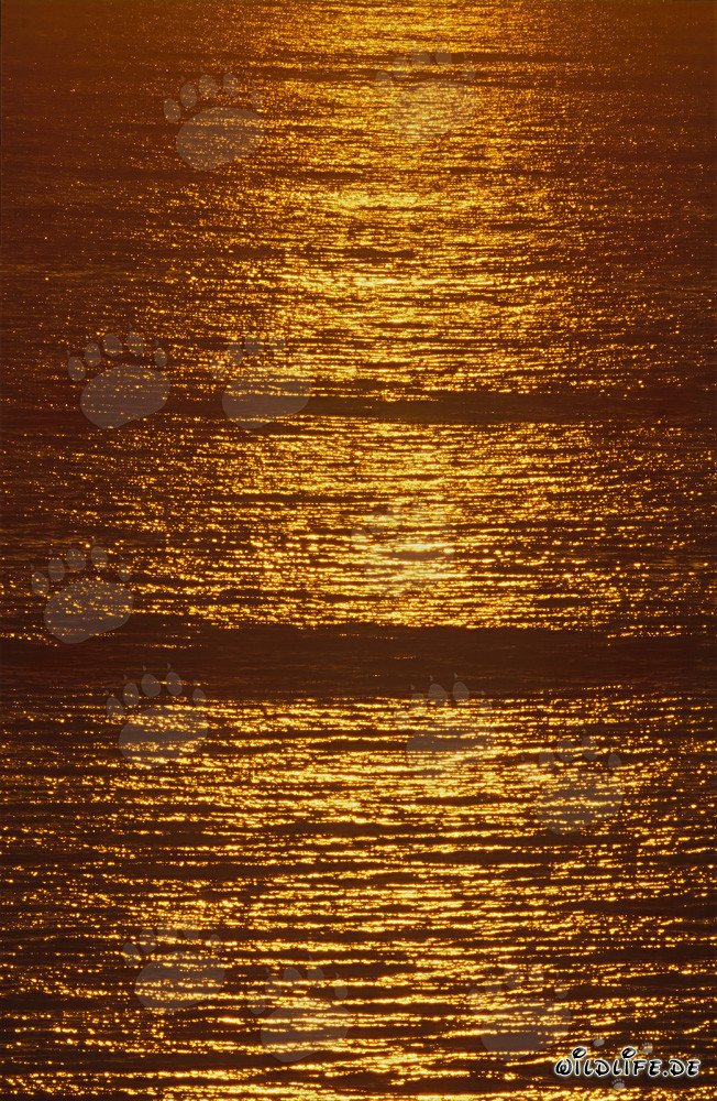 Superficie dorada del mar al atardecer en la bahía de Walker, Sudáfrica