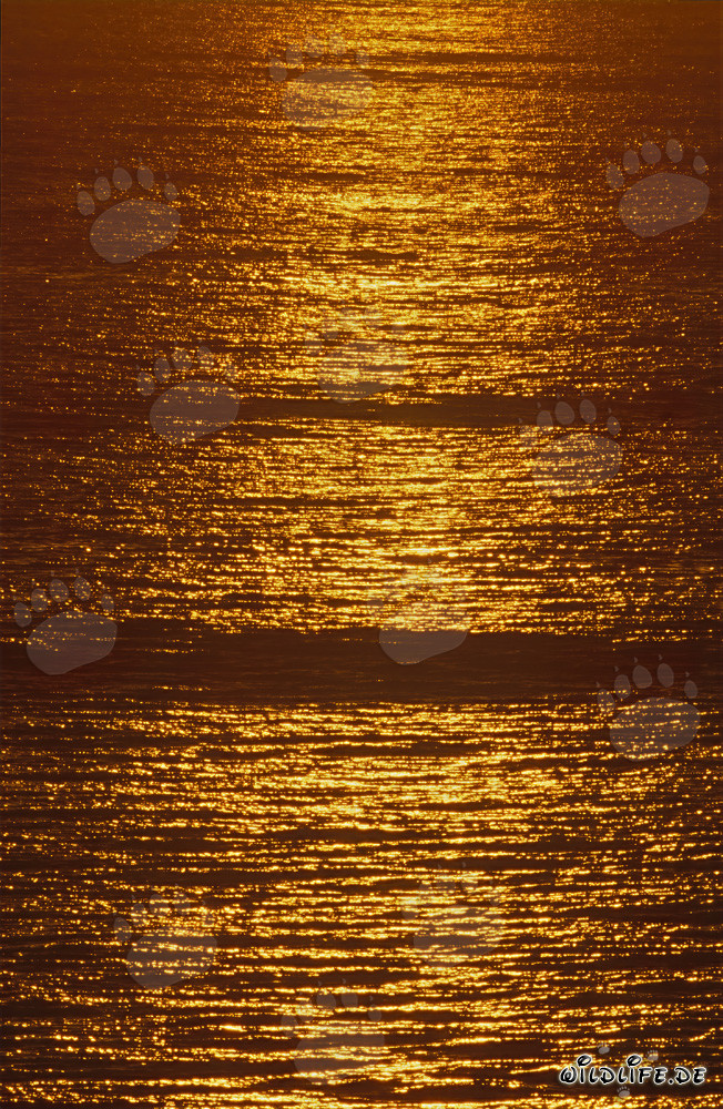 Superficie dorata del mare al tramonto nella baia di Walker, Sudafrica