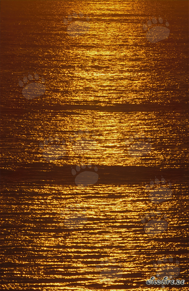 Surface dorée de la mer au coucher du soleil dans la baie de Walker, Afrique du Sud
