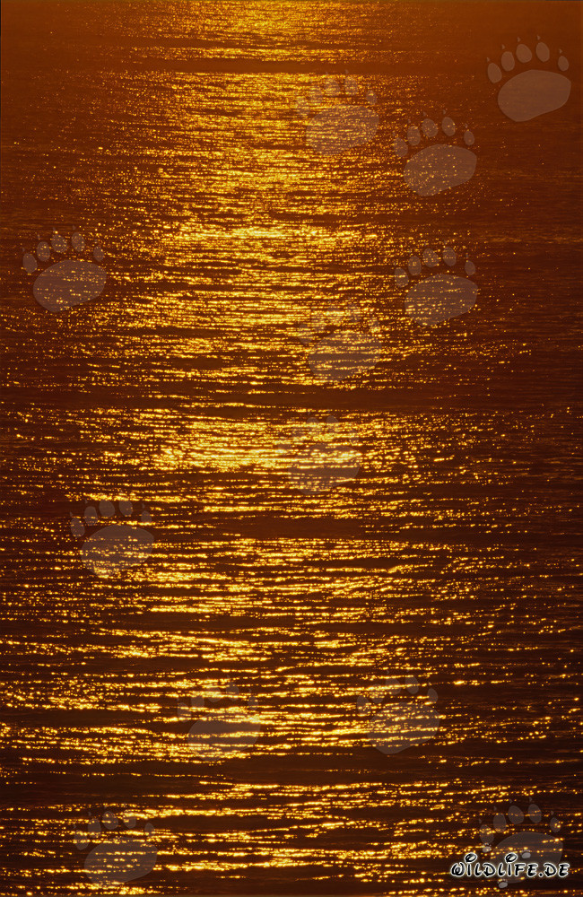 Walbeobachtung in der Goldenen Walker Bay