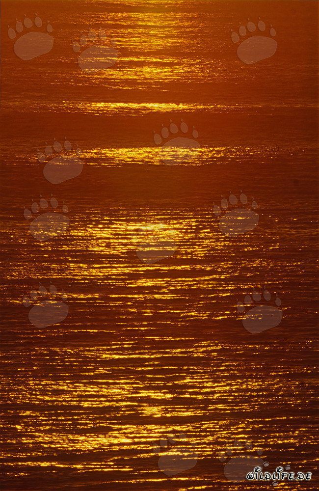 Romantic sunset over the azure blue ocean in Walker Bay, South Africa